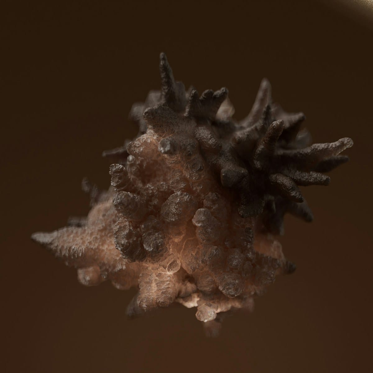 A close-up of a spiky, textured object